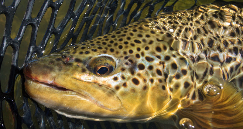 Brown trout in the net when fly fishing new zealand