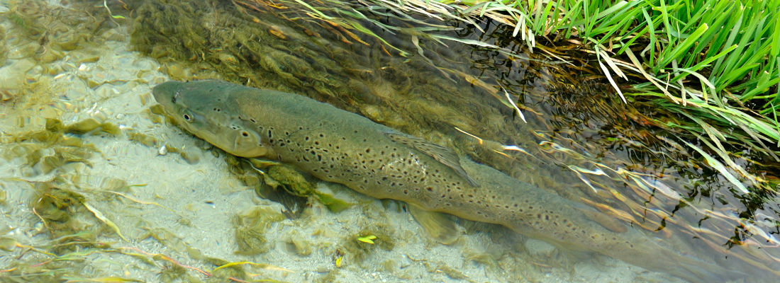 Stalking Brown trout in crystal clear river when fly fishing new zealand