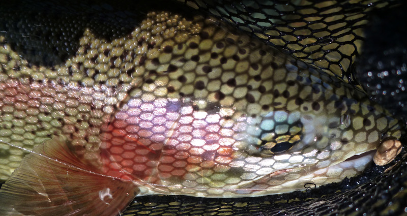 rainbow trout in the net when fly fishing new zealand